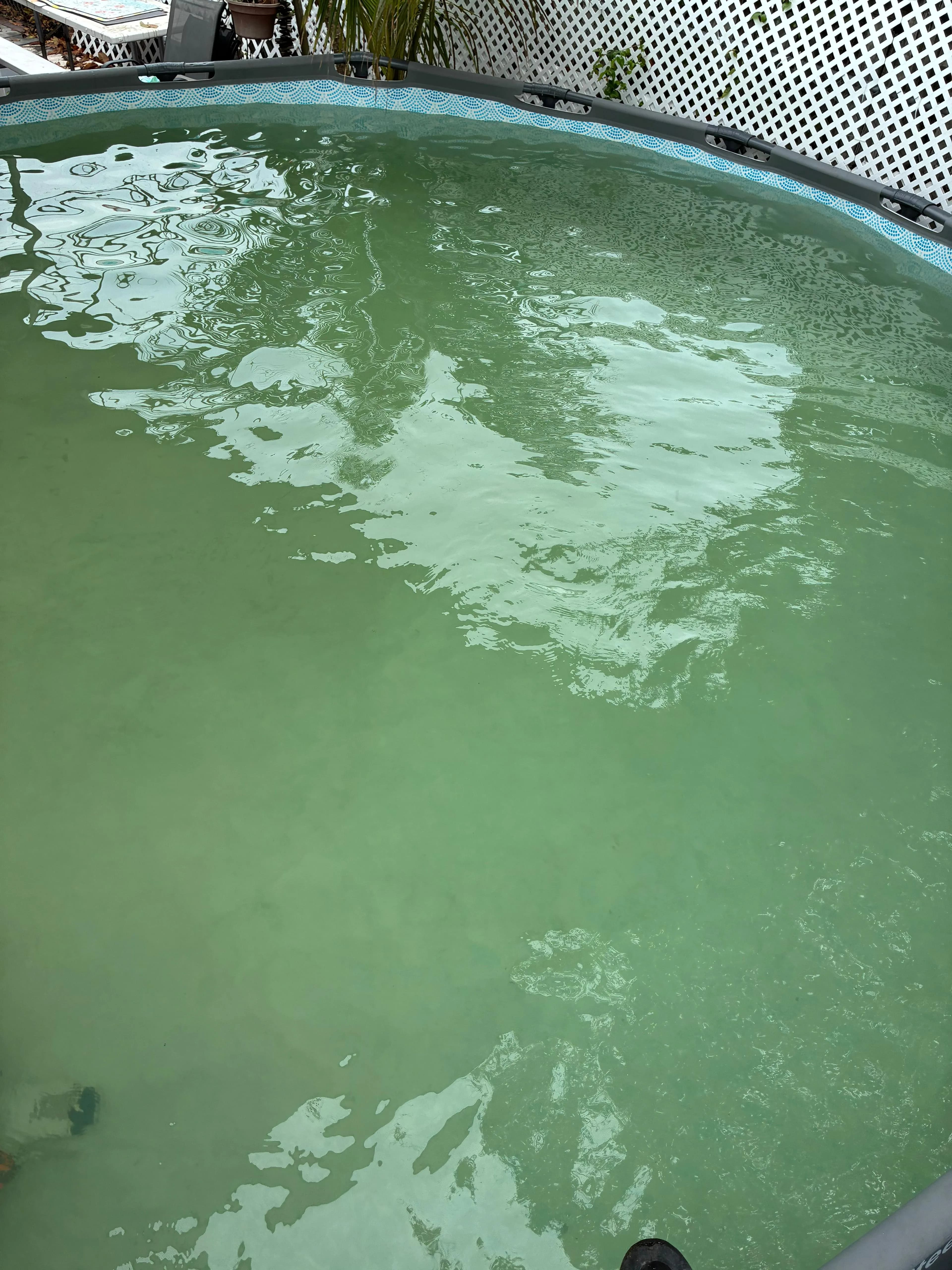 Green algae pool before treatment in Miami