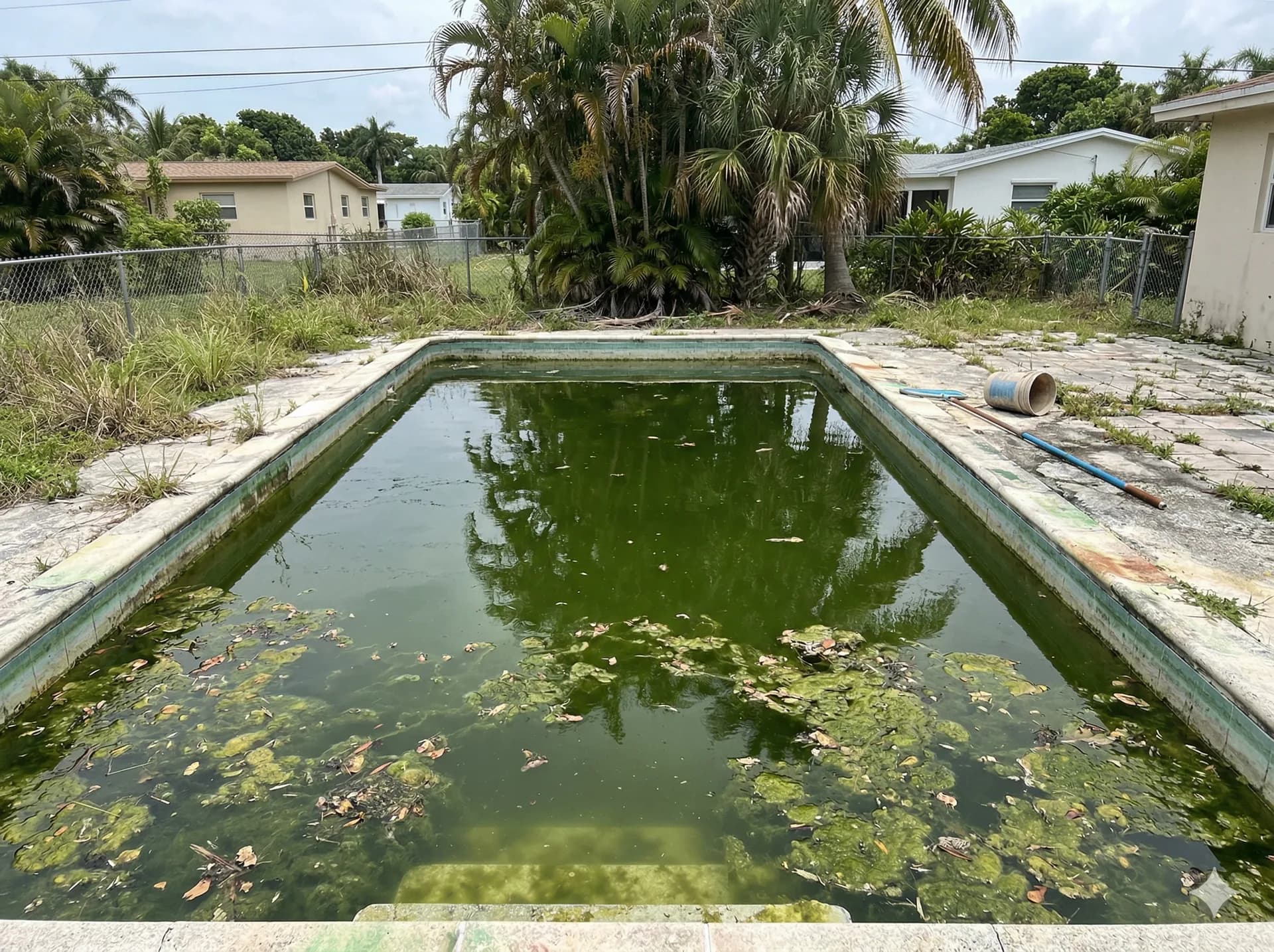 Green pool before treatment